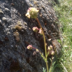 Sanguisorba minor at Cooma, NSW - 2 Nov 2023