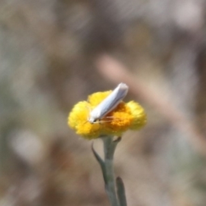 Oecophoridae (family) at Gungahlin, ACT - 1 Nov 2023 11:57 AM