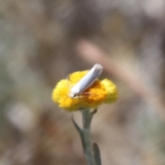 Oecophoridae (family) at Gungahlin, ACT - 1 Nov 2023 11:57 AM