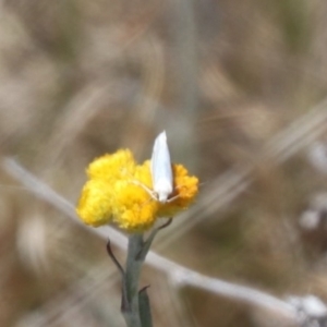 Oecophoridae (family) at Gungahlin, ACT - 1 Nov 2023 11:57 AM