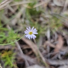 Vittadinia muelleri (Narrow-leafed New Holland Daisy) at Cuumbeun Nature Reserve - 2 Nov 2023 by Csteele4