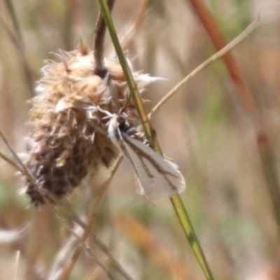Unidentified Concealer moth (Oecophoridae) at Gungahlin, ACT - 1 Nov 2023 by HappyWanderer
