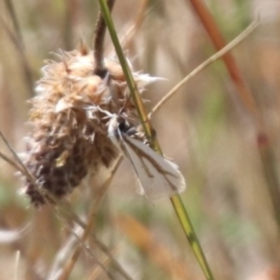 Oecophoridae (family) at Mulanggari Grasslands - 1 Nov 2023 by HappyWanderer