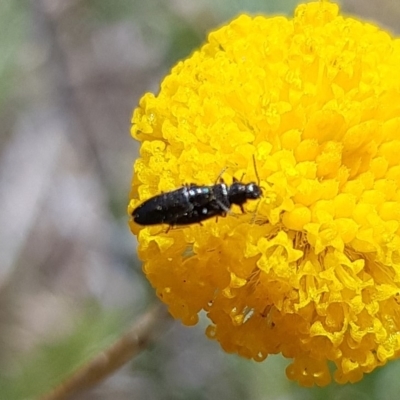 Dasytinae (subfamily) (Soft-winged flower beetle) at Mulanggari Grasslands - 1 Nov 2023 by HappyWanderer