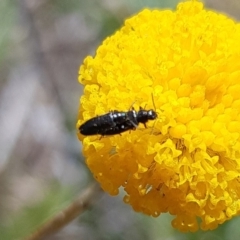 Dasytinae (subfamily) (Soft-winged flower beetle) at Gungahlin, ACT - 1 Nov 2023 by HappyWanderer