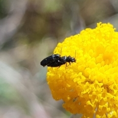 Dasytinae (subfamily) at Mulanggari NR (MUL_11) - 1 Nov 2023