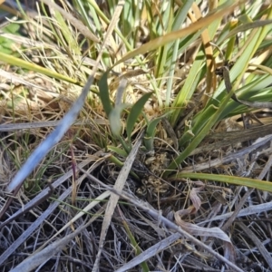 Lomandra bracteata at Belconnen, ACT - 22 Oct 2023 10:15 AM