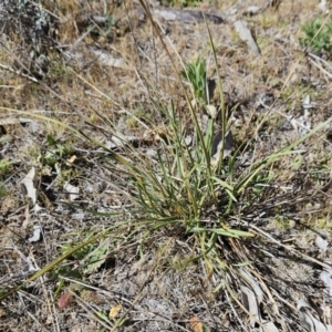 Lomandra bracteata at Belconnen, ACT - 22 Oct 2023 10:15 AM