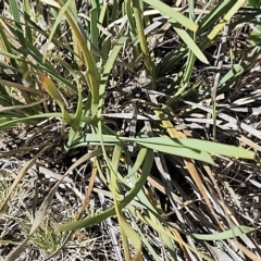 Lomandra bracteata at Belconnen, ACT - 22 Oct 2023 10:15 AM