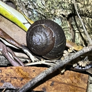 Ponderconcha morosa at Brunswick Heads, NSW - 28 Oct 2023