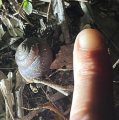 Ponderconcha morosa at Brunswick Heads, NSW - 28 Oct 2023