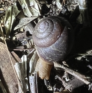 Ponderconcha morosa at Brunswick Heads, NSW - 28 Oct 2023 10:07 PM