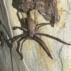 Isopeda sp. (genus) (Huntsman Spider) at Wallum - 28 Oct 2023 by LockyC