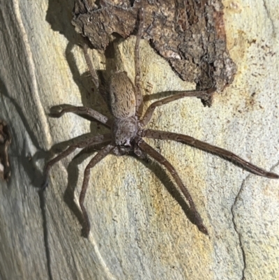 Isopeda sp. (genus) (Huntsman Spider) at Wallum - 28 Oct 2023 by LockyC