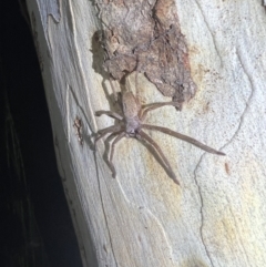 Isopeda sp. (genus) at Wallum - 28 Oct 2023 10:30 PM