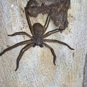 Isopeda (genus) at Wallum - 28 Oct 2023 10:30 PM