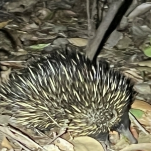 Tachyglossus aculeatus at Brunswick Heads, NSW - 28 Oct 2023 09:46 PM