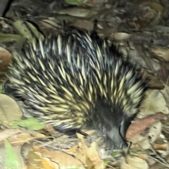 Tachyglossus aculeatus at Brunswick Heads, NSW - 28 Oct 2023 09:46 PM