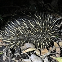 Tachyglossus aculeatus at Brunswick Heads, NSW - 28 Oct 2023