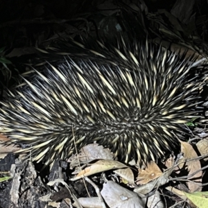 Tachyglossus aculeatus at Brunswick Heads, NSW - 28 Oct 2023 09:46 PM