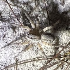 Unidentified Spider at Brunswick Heads, NSW - 28 Oct 2023 by LockyC