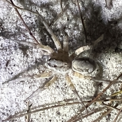 Unidentified Spider (Araneae) at Wallum - 28 Oct 2023 by LockyC