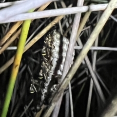 Unidentified Social or paper-nest wasp (Vespidae, Polistinae or Vespinae) at Brunswick Heads, NSW - 28 Oct 2023 by LockyC