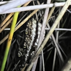 Ropalidia sp. (genus) at Brunswick Heads, NSW - 28 Oct 2023 07:50 PM