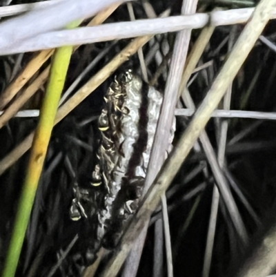 Ropalidia sp. (genus) (A paper wasp) at Brunswick Heads, NSW - 28 Oct 2023 by LockyC