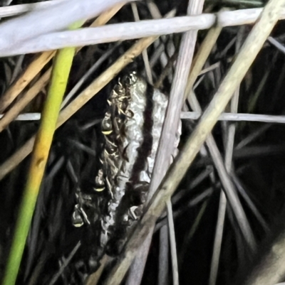 Ropalidia plebeiana at Brunswick Heads, NSW - 28 Oct 2023 by LockyC