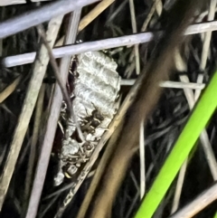 Ropalidia sp. (genus) at Brunswick Heads, NSW - 28 Oct 2023 07:50 PM