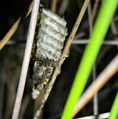 Ropalidia sp. (genus) at Brunswick Heads, NSW - 28 Oct 2023 07:50 PM