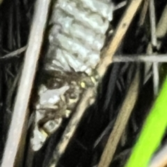 Ropalidia sp. (genus) at Brunswick Heads, NSW - 28 Oct 2023 07:50 PM