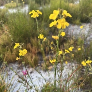 Goodenia stelligera at Brunswick Heads, NSW - 24 Oct 2023