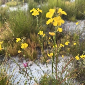 Goodenia stelligera at Brunswick Heads, NSW - 24 Oct 2023