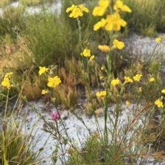 Goodenia stelligera at Brunswick Heads, NSW - 24 Oct 2023