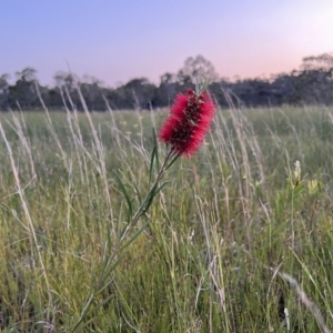 Callistemon pachyphyllus at Brunswick Heads, NSW - 24 Oct 2023 07:00 PM