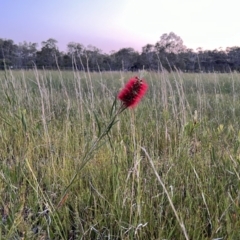 Callistemon pachyphyllus at Brunswick Heads, NSW - 24 Oct 2023 07:00 PM