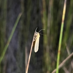 Unverified Moth (Lepidoptera) at Brunswick Heads, NSW - 24 Oct 2023 by LockyC