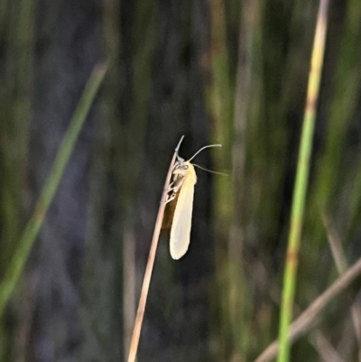 Unidentified Moth (Lepidoptera) at Wallum - 24 Oct 2023 by LockyC