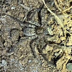 Heteropoda sp. (genus) (Huntsman spider) at Wallum - 24 Oct 2023 by LockyC