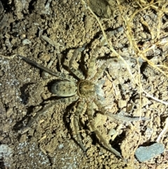 Heteropoda sp. (genus) at Wallum - 24 Oct 2023