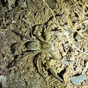 Heteropoda sp. (genus) at Wallum - 24 Oct 2023 08:43 PM