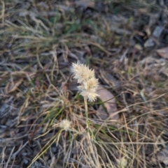 Rytidosperma carphoides (Short Wallaby Grass) at Cantor Crescent Woodland, Higgins - 2 Nov 2023 by MattM