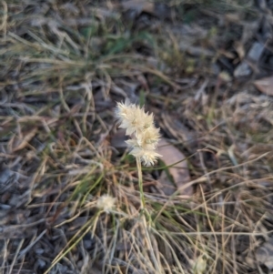 Rytidosperma carphoides at Higgins, ACT - 2 Nov 2023 06:25 PM