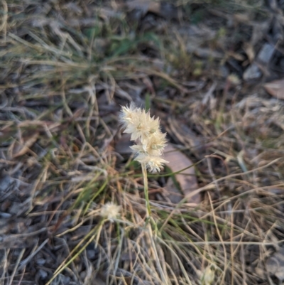 Rytidosperma carphoides (Short Wallaby Grass) at Cantor Crescent Woodland - 2 Nov 2023 by MattM