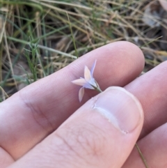 Wahlenbergia luteola (Yellowish Bluebell) at Cantor Crescent Woodland, Higgins - 2 Nov 2023 by MattM