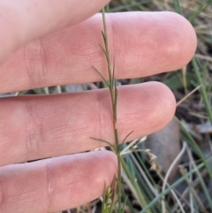 Wahlenbergia luteola at Higgins, ACT - 2 Nov 2023 06:23 PM