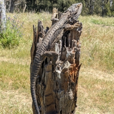 Pogona barbata (Eastern Bearded Dragon) at Burrinjuck, NSW - 2 Nov 2023 by Bidge