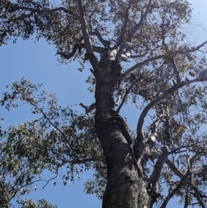 Varanus varius at Burrinjuck, NSW - suppressed